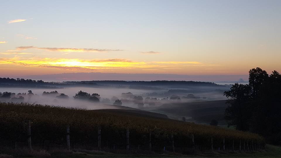 Vineyard Fog